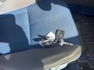 Thumbnail '14' of Toyota Rav4 L