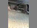 Thumbnail '16' of Subaru Forester