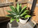 Thumbnail '1' of Foxtail Agave in pot