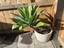 Thumbnail '2' of Foxtail Agave in pot