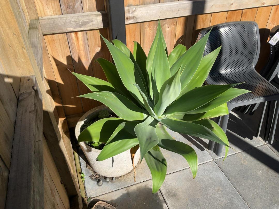 Photo '3' of Foxtail Agave in pot