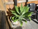 Thumbnail '3' of Foxtail Agave in pot