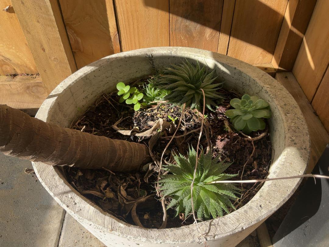 Photo '4' of Foxtail Agave in pot