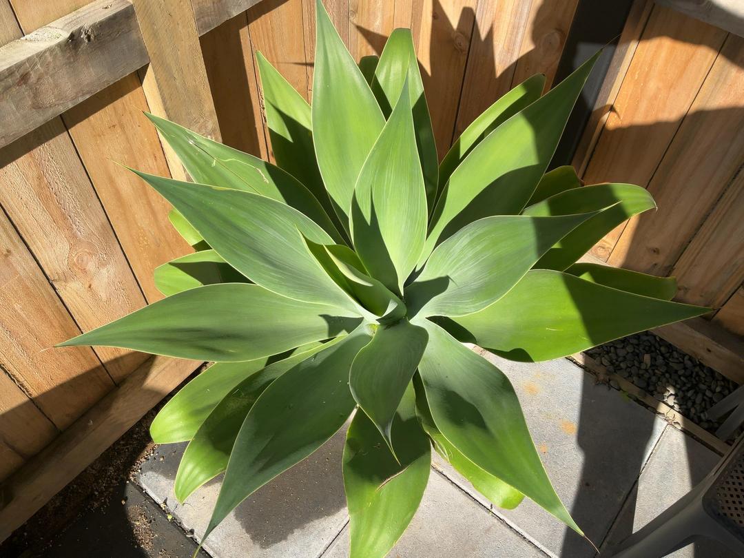Photo '5' of Foxtail Agave in pot