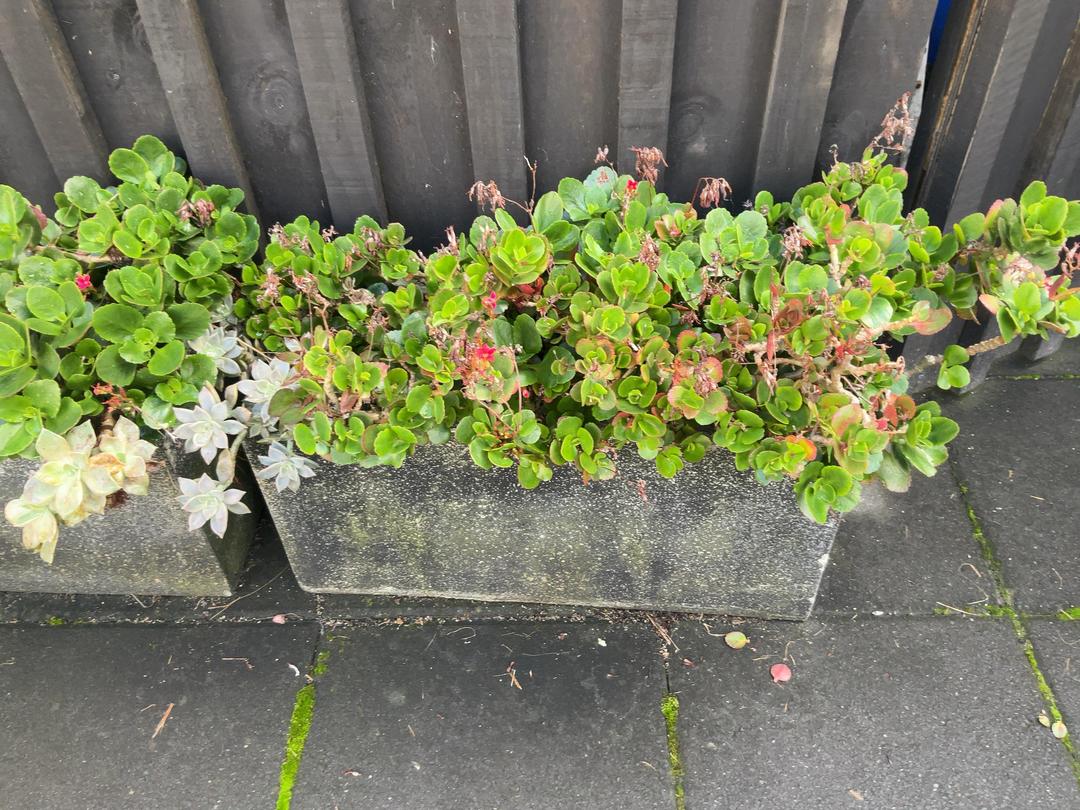 Photo '2' of Selection of succulents in pots x 4