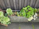 Thumbnail '3' of Selection of succulents in pots x 4