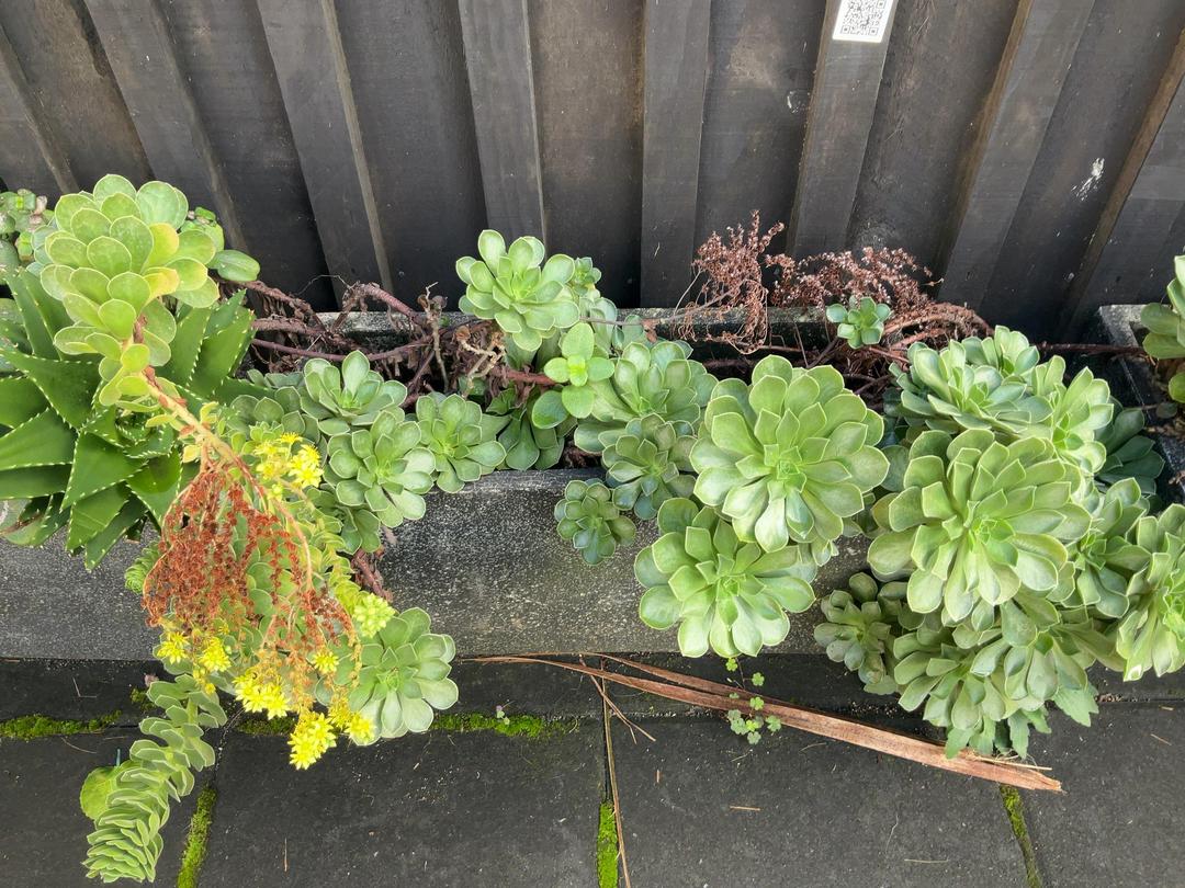 Photo '4' of Selection of succulents in pots x 4