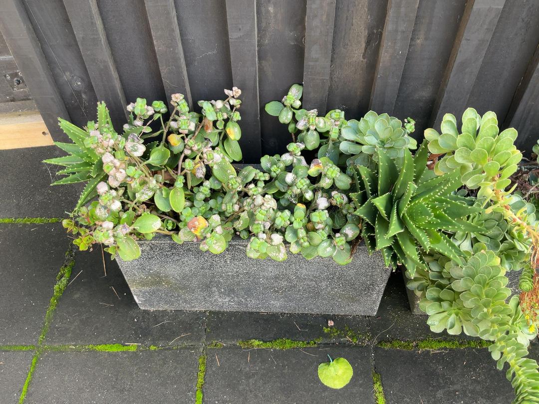 Photo '5' of Selection of succulents in pots x 4