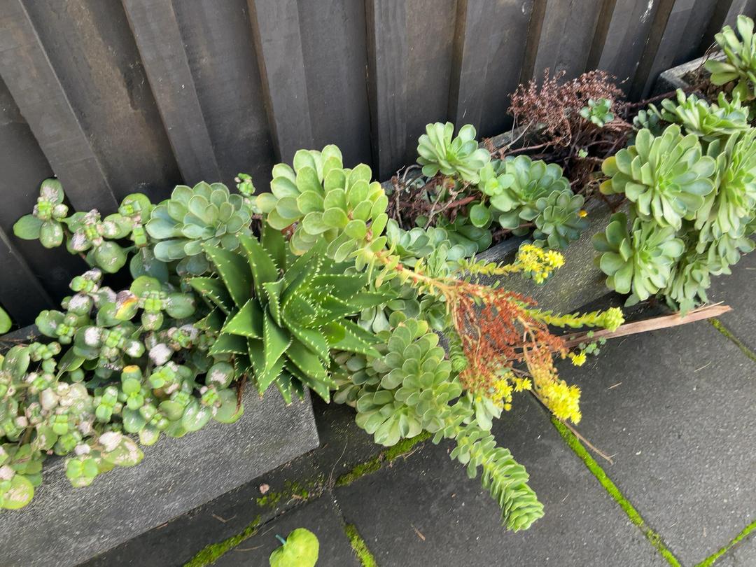 Photo '6' of Selection of succulents in pots x 4