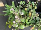 Thumbnail '7' of Selection of succulents in pots x 4