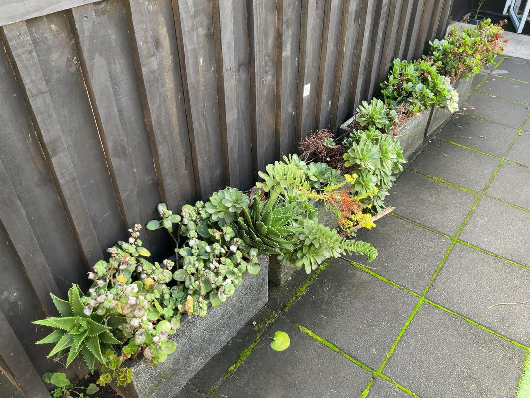 Photo '8' of Selection of succulents in pots x 4