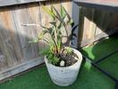 Thumbnail '1' of Bird of Paradise in concrete pot