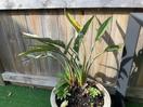 Thumbnail '2' of Bird of Paradise in concrete pot