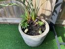 Thumbnail '3' of Bird of Paradise in concrete pot