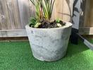 Thumbnail '4' of Bird of Paradise in concrete pot