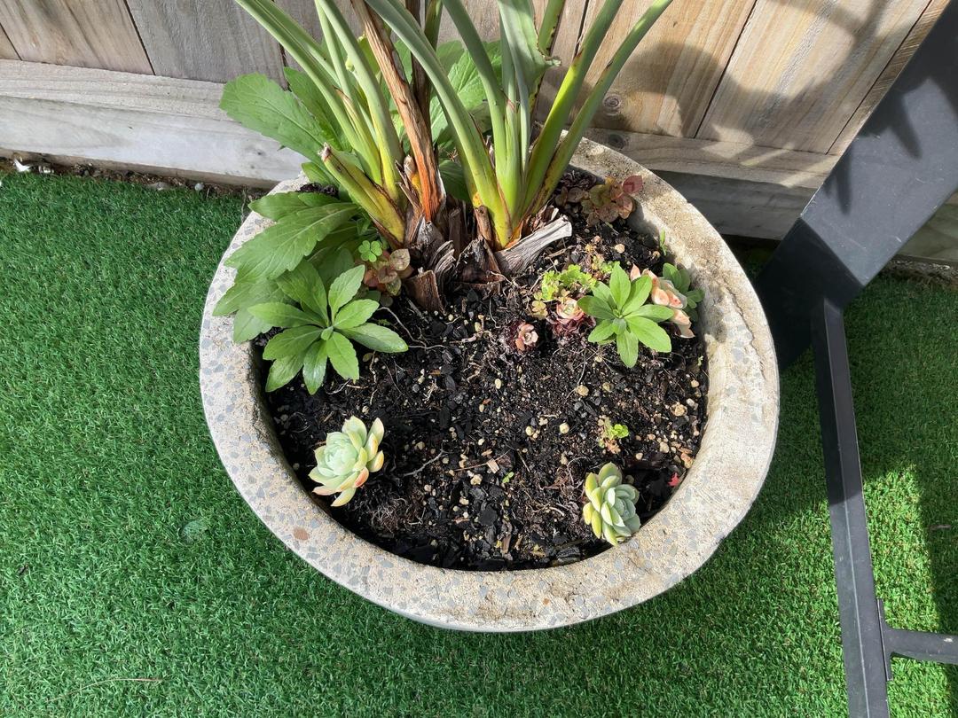 Photo '5' of Bird of Paradise in concrete pot