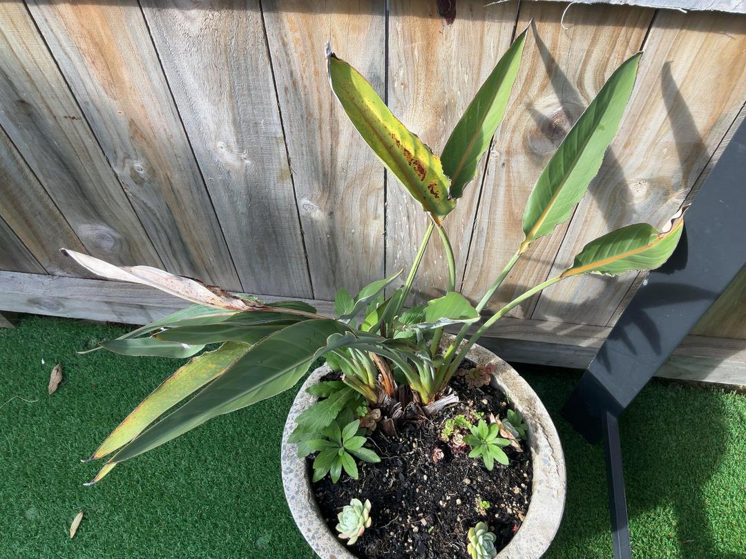 Photo '6' of Bird of Paradise in concrete pot