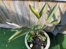Thumbnail '6' of Bird of Paradise in concrete pot